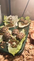 Tortues terrestres grecques voir DESCRIPTION, Enlèvement