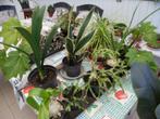 planten, Huis en Inrichting, Kamerplanten, Ophalen, In pot