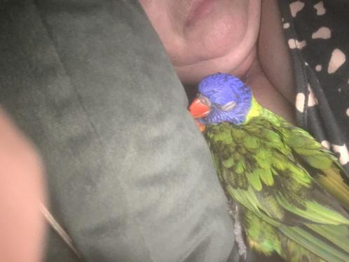 Neem alle baby's in het nest terug die problemen hebben, Dieren en Toebehoren, Vogels | Parkieten en Papegaaien