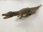 Opgezette oude kaaiman, krokodil - taxidermie, Ophalen of Verzenden, Gebruikt, Reptiel of Amfibie, Opgezet dier