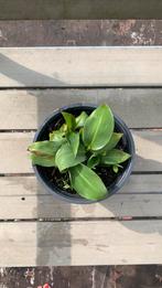 Bananenplant met babies, Ophalen