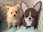 3 pomchikes : 1 meisje en 2 jongens, Animaux & Accessoires, Chiens | Chihuahuas & Chiens de compagnie, Maladie de Carré (chiens)