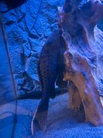 L095 orange cheek pinecone pleco, Dieren en Toebehoren, Vissen | Aquariumvissen