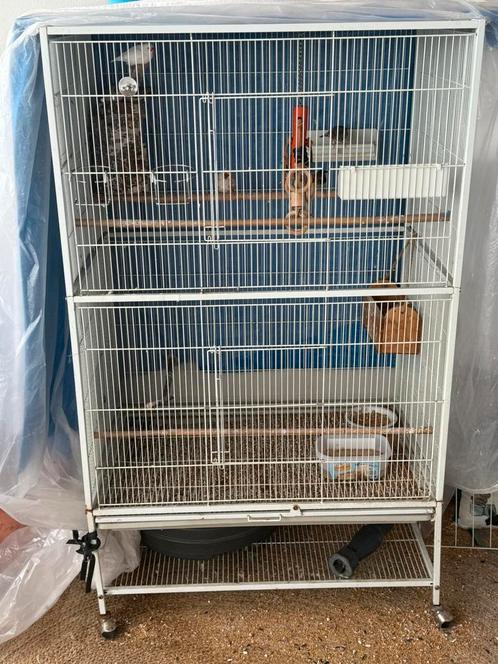 5 zebravinken en japans meeuwtje vogel met kooi, Dieren en Toebehoren, Vogels | Overige Vogels, Meerdere dieren