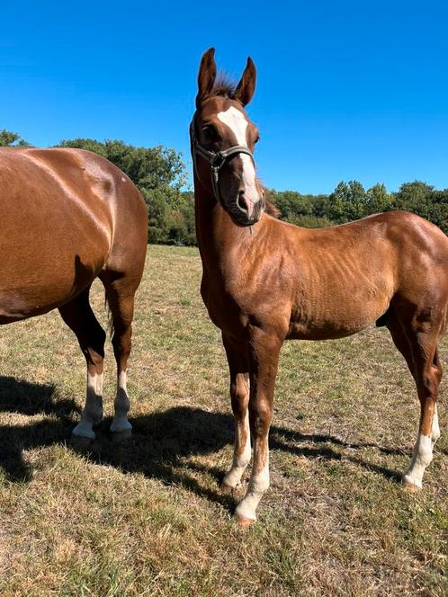 Veulen te koop, Dieren en Toebehoren, Paarden, Z