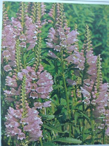 physostegia