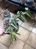 Hoya pandurata silver splash, Huis en Inrichting, Ophalen of Verzenden