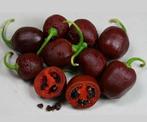 Peperzaden MINI ROCOTO BROWN (20 stuks), Tuin en Terras, Verzenden, Voorjaar, Volle zon, Zaad