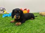 Langharige Dwergteckel pups, Dieren en Toebehoren, Honden | Teckels en Dashonden, België, 8 tot 15 weken, Korthaar, CDV (hondenziekte)