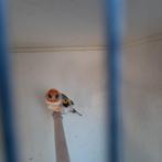 Majoor putterman25, Dieren en Toebehoren, Vogels | Overige Vogels, Mannelijk, Geringd