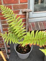 Varen, Tuin en Terras, Planten | Tuinplanten, Ophalen, Vaste plant, Varens