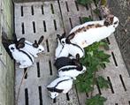 Nest Reuze vlinder Lotharinger., Dieren en Toebehoren, Meerdere dieren, Groot, 0 tot 2 jaar