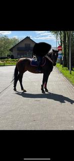 Recreatie paard te koop, Dieren en Toebehoren, Paarden, Merrie, 160 tot 165 cm, Recreatiepaard, 11 jaar of ouder