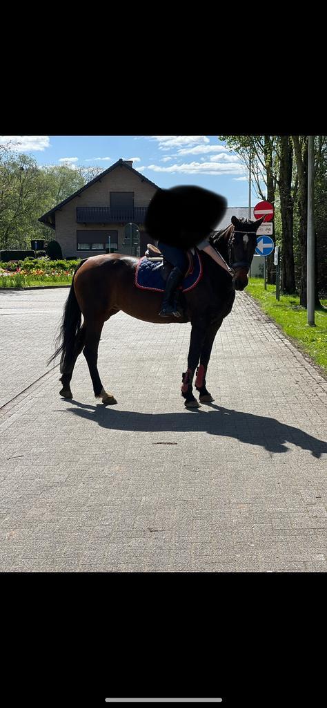Recreatie paard te koop, Dieren en Toebehoren, Paarden, Merrie, 160 tot 165 cm, 11 jaar of ouder, Recreatiepaard