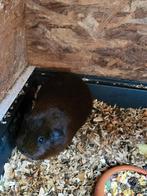 Cavia gladharig goud angouti zeugje, Dieren en Toebehoren, Knaagdieren, Cavia