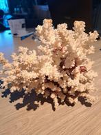 Mooie witte koraal, Ophalen, Mineraal