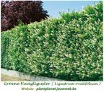 Mooie GROENE HAAGLIGUSTER 1,5-1,75 meter, vanaf eind oktober, Volle zon, Vaste plant, Zomer, Ophalen
