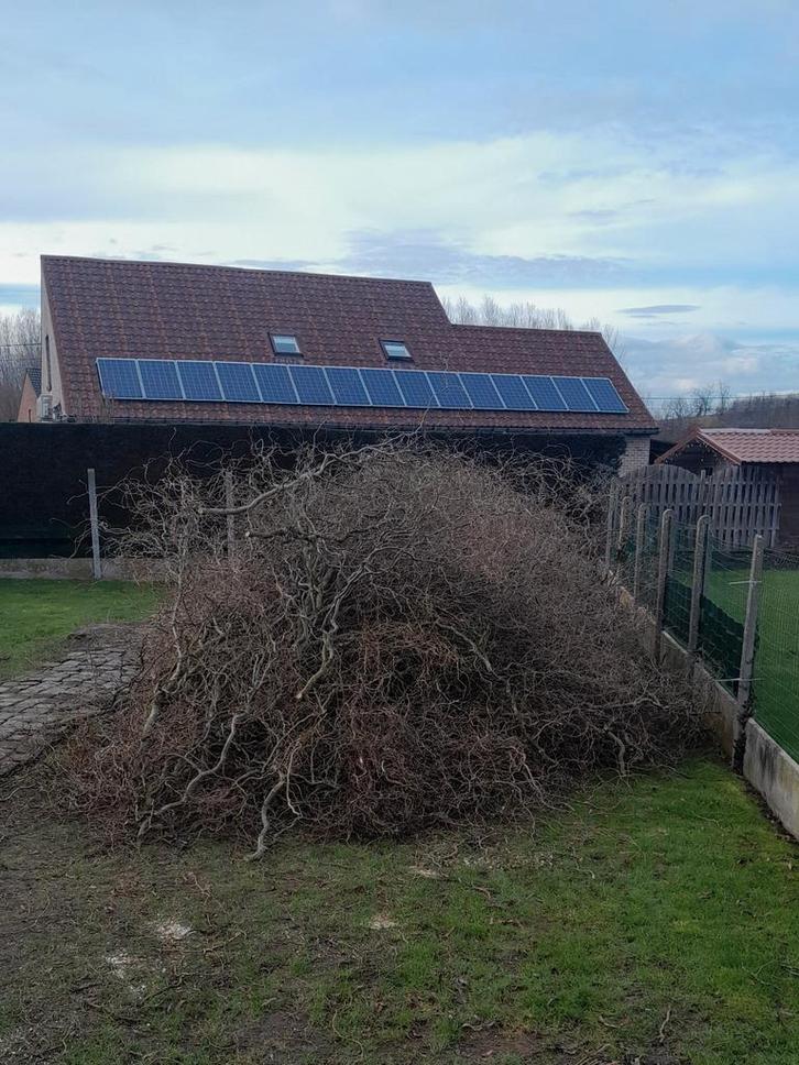 Boomtakken voor te hakselen of te gebruiken als brandhout, Tuin en Terras, Planten | Bomen, Ophalen