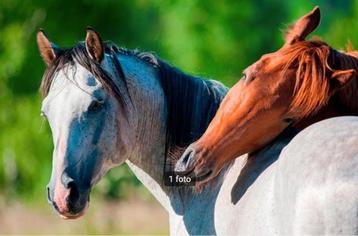 Paardenmest vermengd met stro GRATIS te verkrijgen beschikbaar voor biedingen