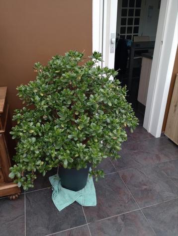 Jada plant, Tuin en Terras, Ophalen