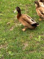 Khaki campbell woerd te koop of te ruilen tegen eend., Mannelijk, Eend