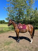 Bwp merrie 2022, Dieren en Toebehoren, Paarden, Merrie, Springpaard, Zadelmak, 3 tot 6 jaar