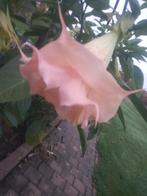 Brugmansia dubbel bloem, Tuin en Terras, Planten | Tuinplanten, Ophalen