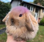 Raszuivere tamme nederlandse dwerghangoren