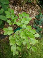 Beuk plant, Tuin en Terras, Planten | Bomen, Ophalen