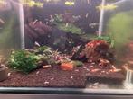 Pure red line, Dieren en Toebehoren, Vissen | Aquariumvissen, Kreeft, Krab of Garnaal, Zoetwatervis, Schoolvis