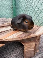 Black and tan beertje te koop, Dieren en Toebehoren, Knaagdieren, September, Mannelijk, Cavia