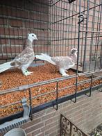 Super elifli ala, Animaux & Accessoires, Oiseaux | Pigeons