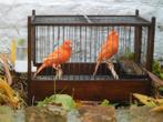 Kanarie rood, Animaux & Accessoires, Oiseaux | Canaris, Plusieurs animaux, Canari de couleur