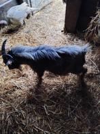 Dwerggeit, Dieren en Toebehoren, Mannelijk, Geit, 0 tot 2 jaar