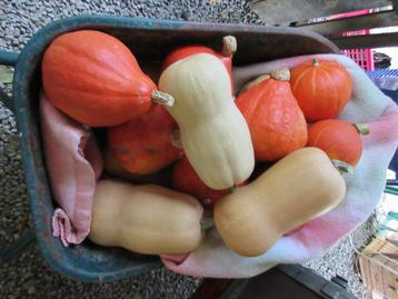 Pompoenen en butternut bio uit onze tuin nooit gespoten beschikbaar voor biedingen