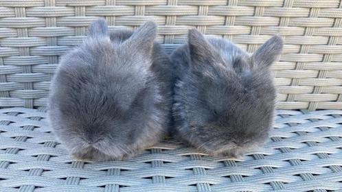 Handtamme Minilopjes, Dieren en Toebehoren, Konijnen, Klein, Geslacht onbekend, 0 tot 2 jaar, Hangoor