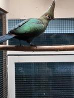 vogel, Animaux & Accessoires, Oiseaux | Oiseaux Autre, Oiseau tropical, Bagué