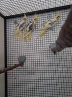 Jonge Valkparkieten, Dieren en Toebehoren, Vogels | Parkieten en Papegaaien, Geslacht onbekend, Parkiet, Geringd