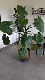 Alocasia Gageana California 175 cm, Huis en Inrichting, Kamerplanten, Overige soorten, 150 tot 200 cm, Halfschaduw, Ophalen