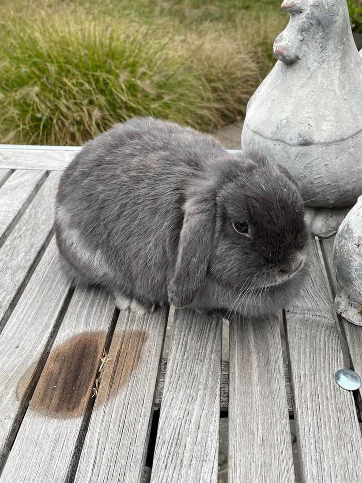 Minilop voedster, Dieren en Toebehoren, Konijnen, Dwerg, Vrouwelijk, 0 tot 2 jaar, Hangoor