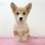 Welsh Corgi - pups te koop, Dieren en Toebehoren, 15 weken tot 1 jaar, Buitenland, CDV (hondenziekte), Meerdere