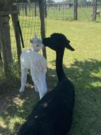 Zwarte alpaca merrie te koop met merrieveulen aan de voet, Vrouwelijk, 6 jaar of ouder