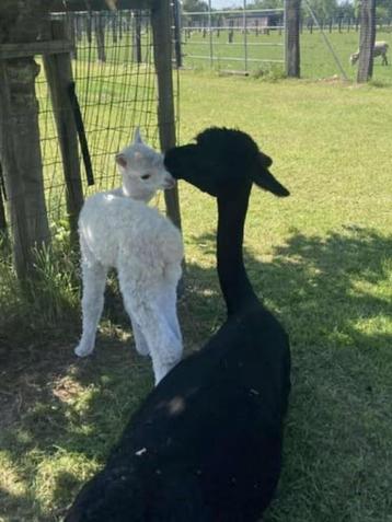 Zwarte alpaca merrie te koop met merrieveulen aan de voet beschikbaar voor biedingen