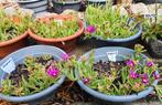tuinplant Delosperma, 0,50/pot - lila ijsbloem-zie beschrijv, Ophalen, Volle zon