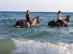 Qui peut monter à cheval au bord du mer, Débourré, Moins de 160 cm, 3 à 6 ans, Hongre