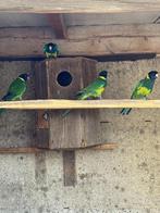 Port Lincoln vogels te koop, Dieren en Toebehoren