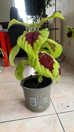Siernetel 50 cm hoog, Huis en Inrichting, Kamerplanten, Ophalen