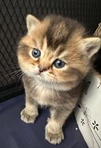 Britse korthaar kittens, Dieren en Toebehoren, Kater, Gechipt, 0 tot 2 jaar