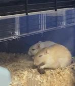 gerbils + kooi, Dieren en Toebehoren, Mannelijk