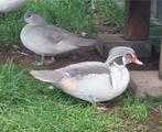 Zilver carolina eenden., Dieren en Toebehoren, Pluimvee